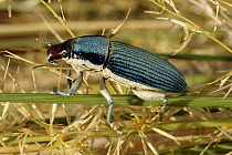 True Weevil (Leptostethus sp) on reed, Namib Desert, Namibia
