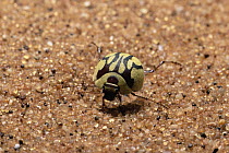 Darkling Beetle (Eucomaria sp) in defensive posture, note yellow wax deposit for heat regulation, Namib Desert, Namibia