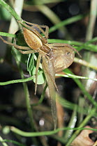 Fishing Spider (Dolomedes sp) predating tadpole from seasonal pond, South Africa