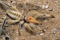 Sun Spider (Solifugae) on sand, Namib Desert, Namibia