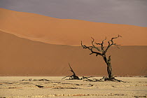 Camelthorn Acacia (Acacia erioloba) trees among sand dunes at Sossus Vlei, Namib-Naukluft National Park, Namibia