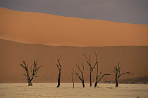 Camelthorn Acacia (Acacia erioloba) trees among sand dunes at Sossus Vlei, Namib-Naukluft National Park, Namibia