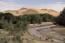 Kuiseb River on a rare day when it flows showing donkeys arriving to drink, Namib Desert, Namibia