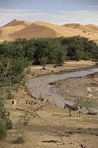 Kuiseb River on a rare day when it flows showing donkeys arriving to drink, Namib Desert, Namibia