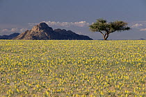 Gravel plains after spring rains, Namib Desert, Namibia. Sequence 2 of 2