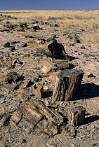 Petrified logs, Damaraland, Namib Desert, Namibia