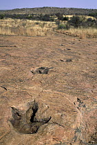 Dinosaur tracks, Mount Etjo, Namibia