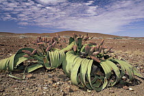 Welwitschia (Welwitschia mirabilis) female with cones, an endemic species, Namib Desert, Namibia