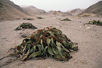 Welwitschia (Welwitschia mirabilis) growing on edge of dry river bed, an endemic species, Namib Desert, Namibia