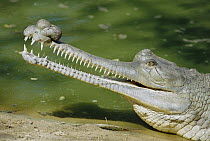 Gharial (Gavialis gangeticus) adult male portrait showing prominent nasal appendage, critically endangered species, India