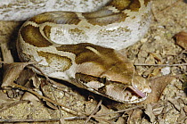 Asian Rock Python (Python molurus) with extended tounge, India