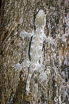 New Caledonian Giant Gecko (Rhacodactylus leachianus) camouflaged on tree trunk, New Caledonia