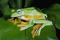 Reinwardt's Flying Frog (Rhacophorus reinwardtii) showing webbed feet, Asia
