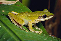 Old World Tree Frog (Rhacophorus sp), Danum Valley, Sabah, Borneo, Malaysia