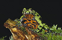 Oriental Fire-bellied Toad (Bombina orientalis) showing warning colors, east Asia