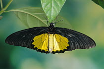 Helena Birdwing (Troides helena) butterfly, Tangkoko Batuangus Reserve, Sulawesi, Indonesia