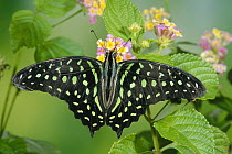 Green-spotted Swallowtail (Graphium tynderaeus) butterfly, Tangkoko Batuangus Reserve, Indonesia
