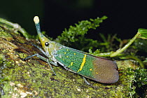 Lantern Bug (Fulgora lampestris), Danum Valley, Sabah, Borneo, Malaysia