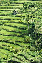 Terraced rice paddies, Bali, Sulawesi, Indonesia