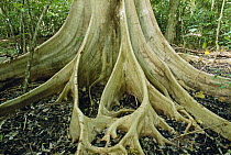 Fig (Ficus sp) buttress roots, Tangkoko Batuangus Reserve, Indonesia