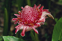 Torch Ginger (Etlingera elatior) flower, Asia