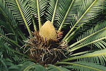 Sago Cycad (Cycas revoluta) male showing leaves and cone, southeast Asia