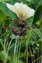 Batplant (Tacca integrifolia) flower, Asia