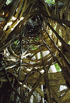 Weeping Fig (Ficus benjamina) hollow interior after death of host plant, Tangkoko Batuangus Reserve, Indonesia