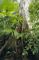 Woka Palm (Livistona rotundifolia) buttress roots of tree and understory palms, Tangkoko Batuangus Reserve, Indonesia