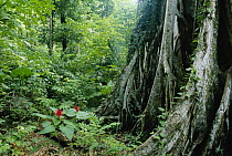 Giant Strangler Fig (Ficus aurea) base of trunk, Tangkoko Batuangus Reserve, Indonesia