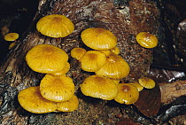 Fungi on decomposing log, Danum Valley, Borneo, Malaysia