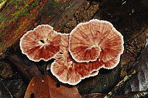 Bracket Fungus, Danum Valley, Sabah, Borneo, Malaysia