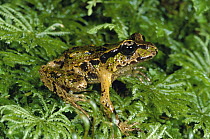 Archey's Frog (Leiopelma archeyi), Coromandel Peninsula, New Zealand