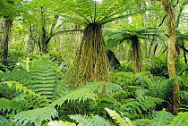 Tree Fern (Dicksonia sp) and ground cover of Crown Ferns (Blechnum discolor) in temperate rainforest, Stewart Island, New Zealand