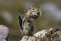 Golden-mantled Ground Squirrel (Callospermophilus lateralis) with collected nesting material, Mount Rainier National Park, Washington