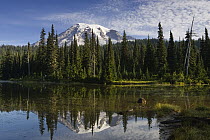 Reflection Lake and Mount Rainier, Mount Rainier National Park, Washington