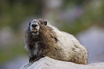 Hoary Marmot (Marmota caligata), Mount Rainier National Park, Washington