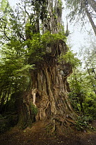 Cedar tree, Hoh Rainforest, Olympic National Park, Washington