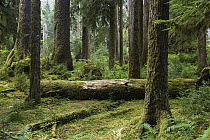 Rainforest interior, Hoh Rainforest, Olympic National Park, Washington