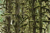 Moss covered trees, Hoh Rainforest, Olympic National Park, Washington