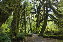 Hall of Mosses hiking trail through Bigleaf Maples (Acer macrophyllum) and Sitka Spruces (Picea sitchensis), Hoh Rainforest, Olympic National Park, Washington