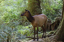 Roosevelt Elk (Cervus elaphus rooseveltii) female, Hoh Rainforest, Olympic National Park, Washington
