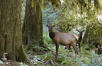 Roosevelt Elk (Cervus elaphus rooseveltii) females, Hoh Rainforest, Olympic National Park, Washington