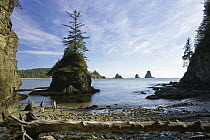 Two hikers walk on beach with sea stacks, Olympic National Park, Washington
