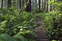 Boardwalk winds through the forest, Olympic National Park, Washington