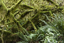 Moss covered branches in temperate rainforest, Hoh Rainforest, Olympic National Park, Washington