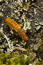 Termite without wings, Olympic National Park, Washington