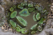 Giant Green Sea Anemone (Anthopleura xanthogrammica) group in tidepool, Olympic National Park, Washington