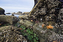 Giant Green Sea Anemone (Anthopleura xanthogrammica) group, Goose Barnacles (Lepas anserifera) group and Ochre Sea Stars (Pisaster ochraceus) at low tide, Olympic National Park, Washington