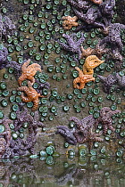 Giant Green Sea Anemone (Anthopleura xanthogrammica) group and Ochre Sea Stars (Pisaster ochraceus) at low tide, Olympic National Park, Washington